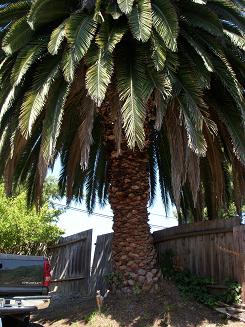 Large Palm Tree