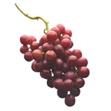 Grape seed extract, Proanthocanidins, herb extract