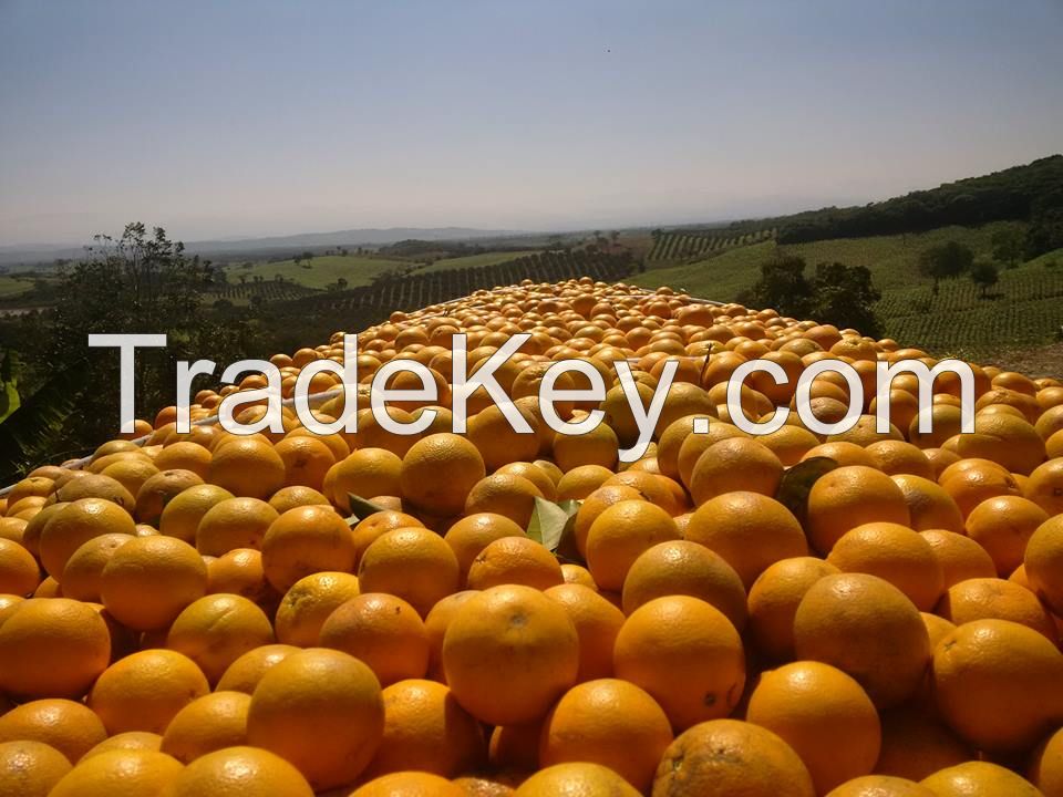 Valencian Oranges