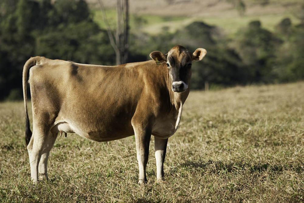 DAIRY CATTLE FROM BRAZIL