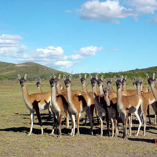 Guanaco Fiber