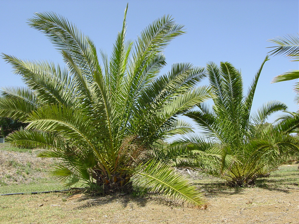 PALM Phoenix Canariensis