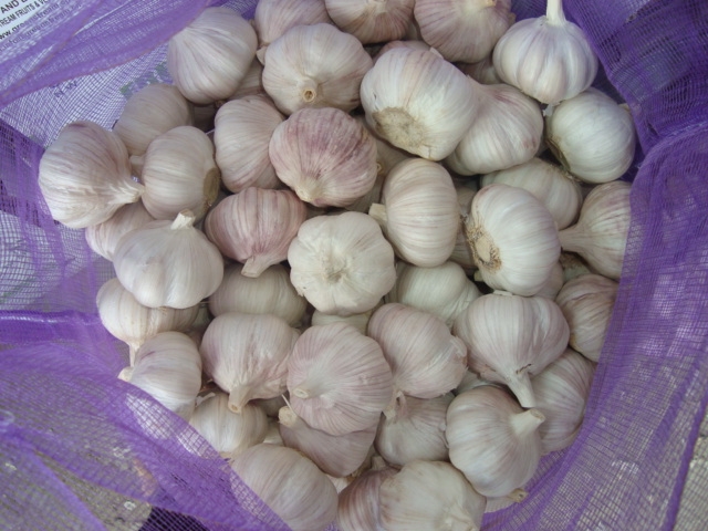 garlic