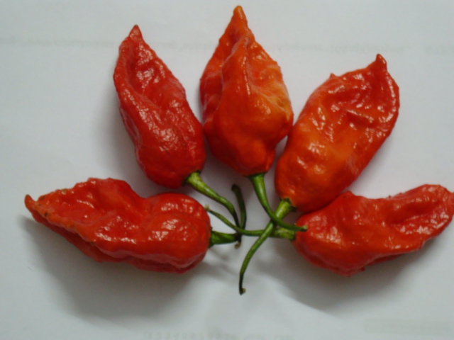 Bhut Jolokia