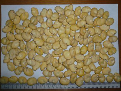 broad bean kernels