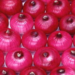 Onion