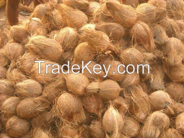 Indian Origin fresh Semi Husked mature coconuts