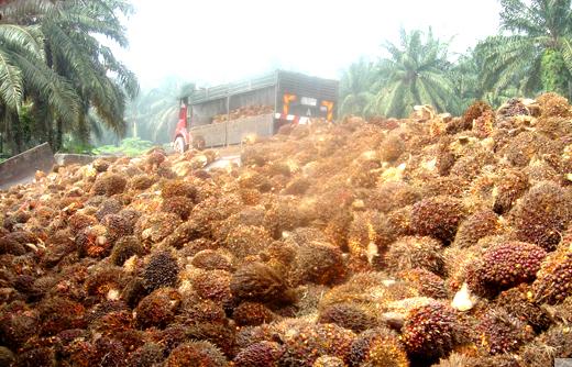 Palm oil