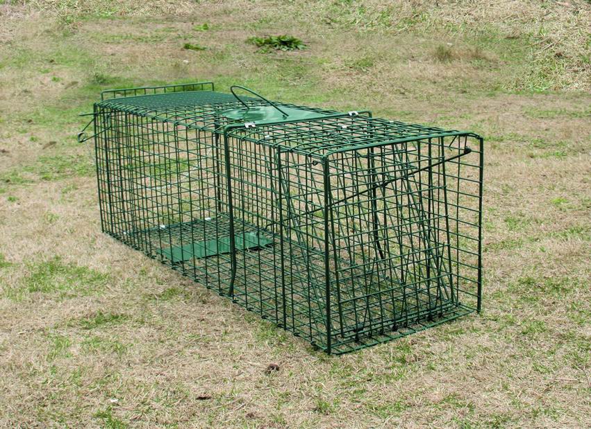 Collapsible Raccoon Skunk Fox Trap