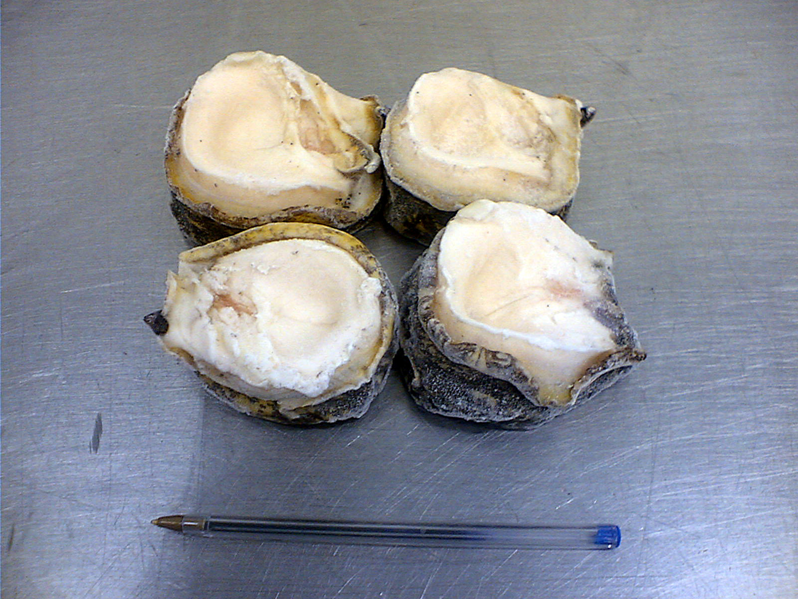 CHILEAN LOCOS, CHILEAN ABALONE