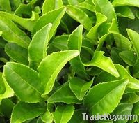 Green Tea Extract (Polyphenols/Catechin/EGCG)