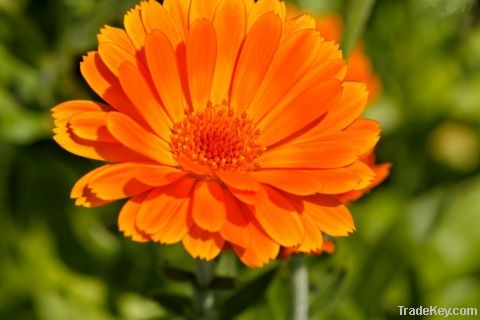 Lutein(Marigold Extract)