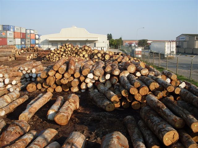 Eucalyptus raw poles, lumber and logs