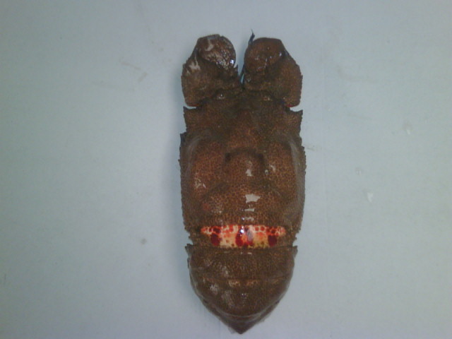 Slipper lobster, cigale du mer, scyllarides latus