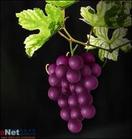 Grape Seed Extract//Proanthocyanide   95%