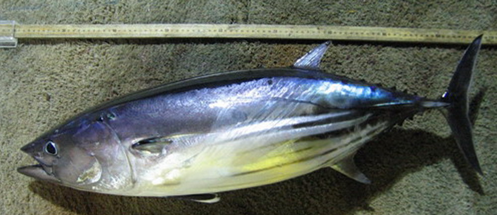 FROZEN SKIPJACK TUNA