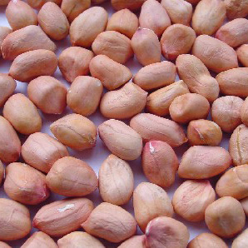 Round type peanut kerenl