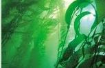 algues en spirale