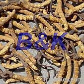 Cordyceps Mycelia Extract