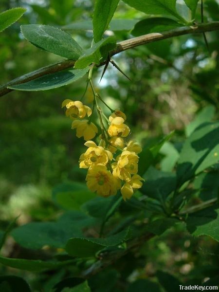 Berberis vulgaris, roots