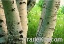 Birch bark extract