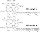 Chlorophyll