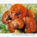 Ganoderma extract