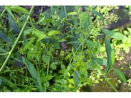 Radix Bupleuri Extract