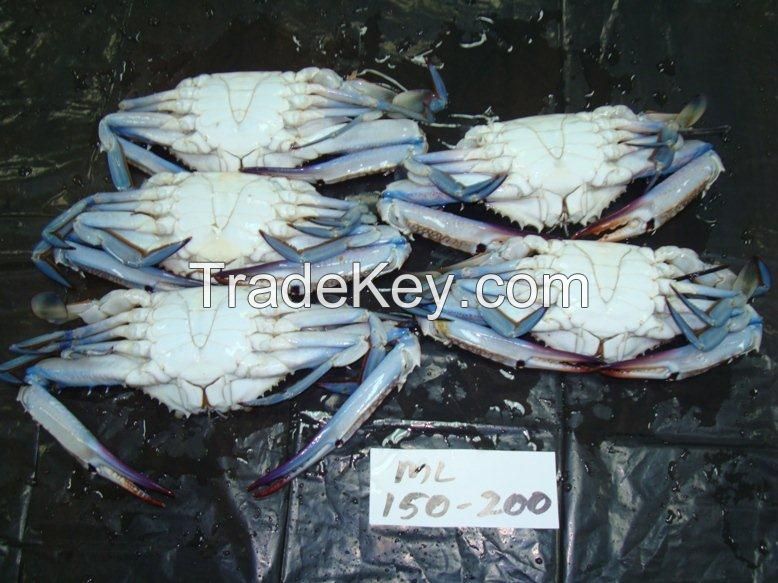 Blue Swimming Crab