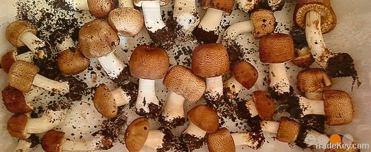 Agaricus Mushroom, blazei Murill, Himematsutake, Sun Mushroom Dried