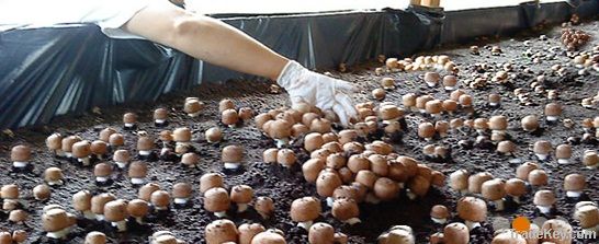 Agaricus Mushroom, blazei Murill, Himematsutake, Sun Mushroom Dried