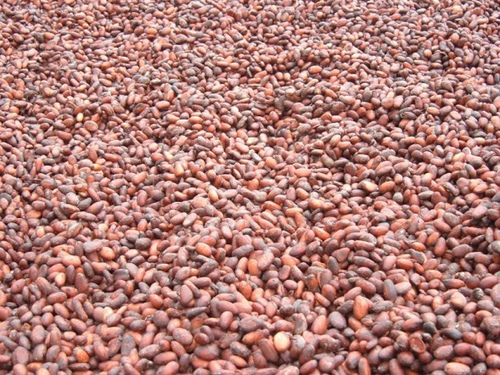 COCOA BEANS