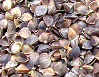 Buckwheat Hulls