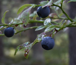 Bilberry Extract Powder