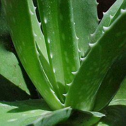 Aloe Vera Extract Powder