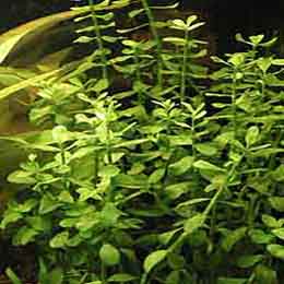 Bacopa Extract Powder