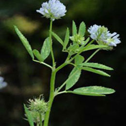 Fenugreek Extract Powder