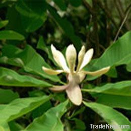 Magnolia Extract Powder