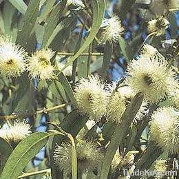 Eucalyptus Globulus Extract Powder