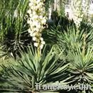 Yucca Schidigera Extract