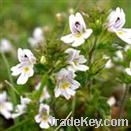 Eyebright Extract