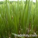 Wheat Grass Extract