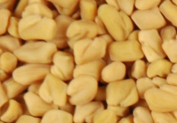 Fenugreek Seed