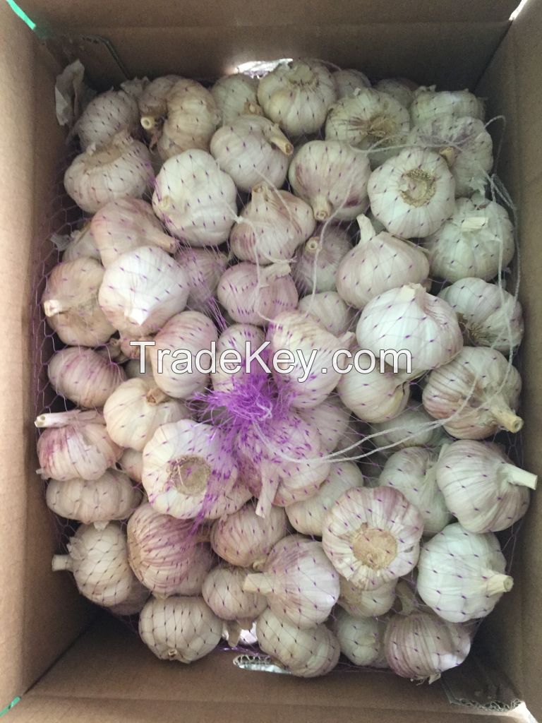 china garlic 