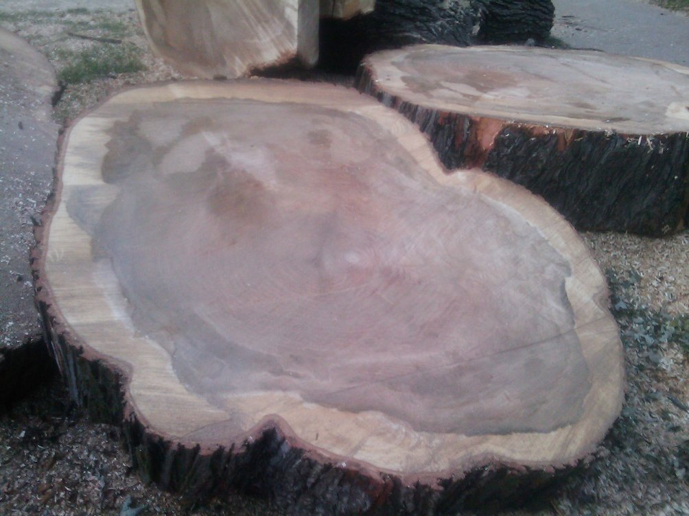 Solid Wood Silver Maple Blanks By Best of the Best Tree Services, Canada