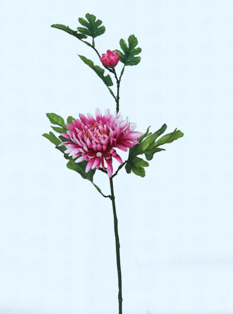 Chrysanthemum Stem Flower