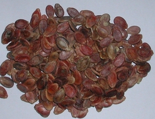 Red Watermelon Seeds