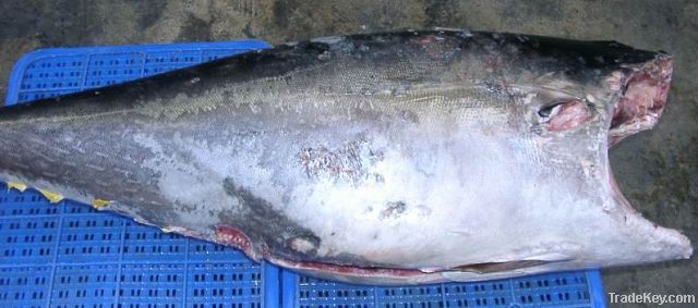 Yellowfin tuna HG