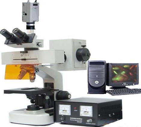 fluorescence microscope