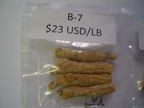 AMERICAN GINSENG ROOT (WISCONSIN)